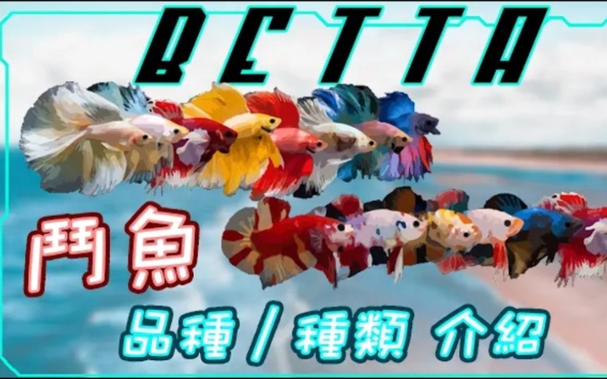 【打架鱼系列Ep1】BETTA FISH 斗鱼全品种 种类介绍全在这里 打架鱼百科全书哔哩哔哩bilibili