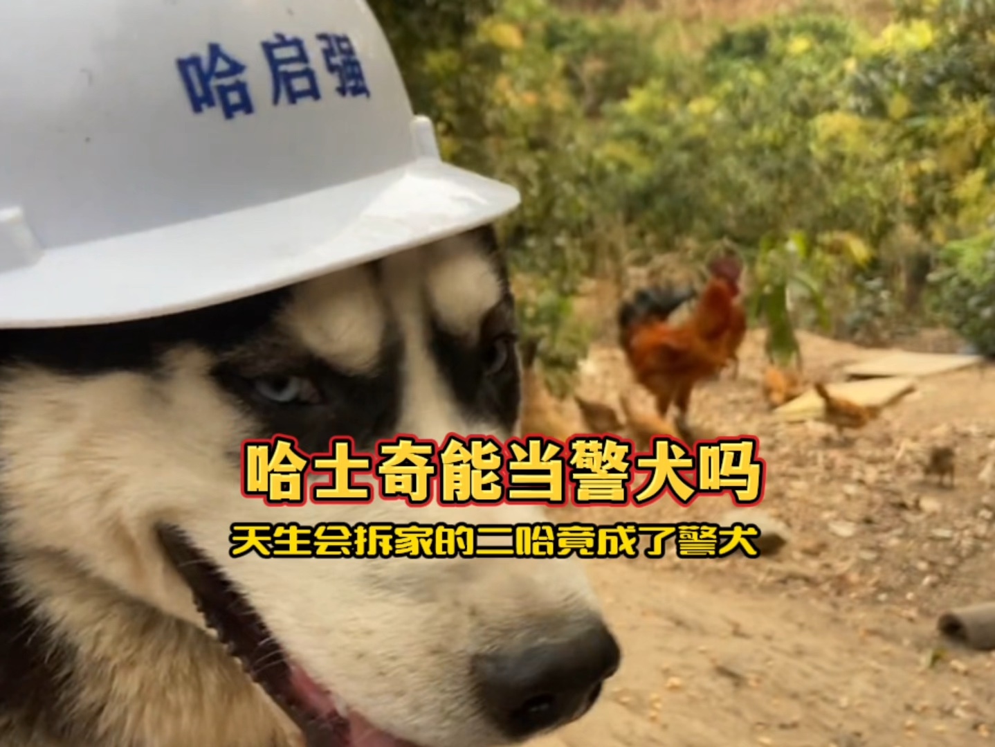 把拆家的二哈训练成一只合格的警犬到底有多难?#万万没想到