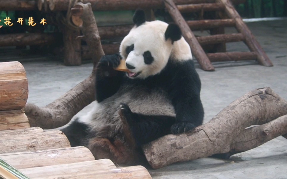 大熊猫晴晴
