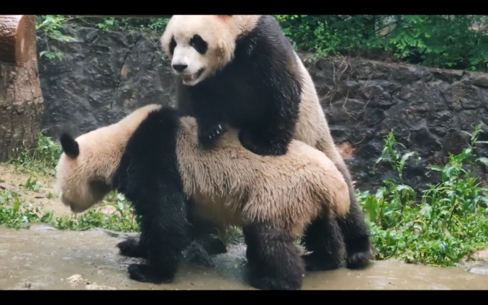 坏坏的大熊猫打架