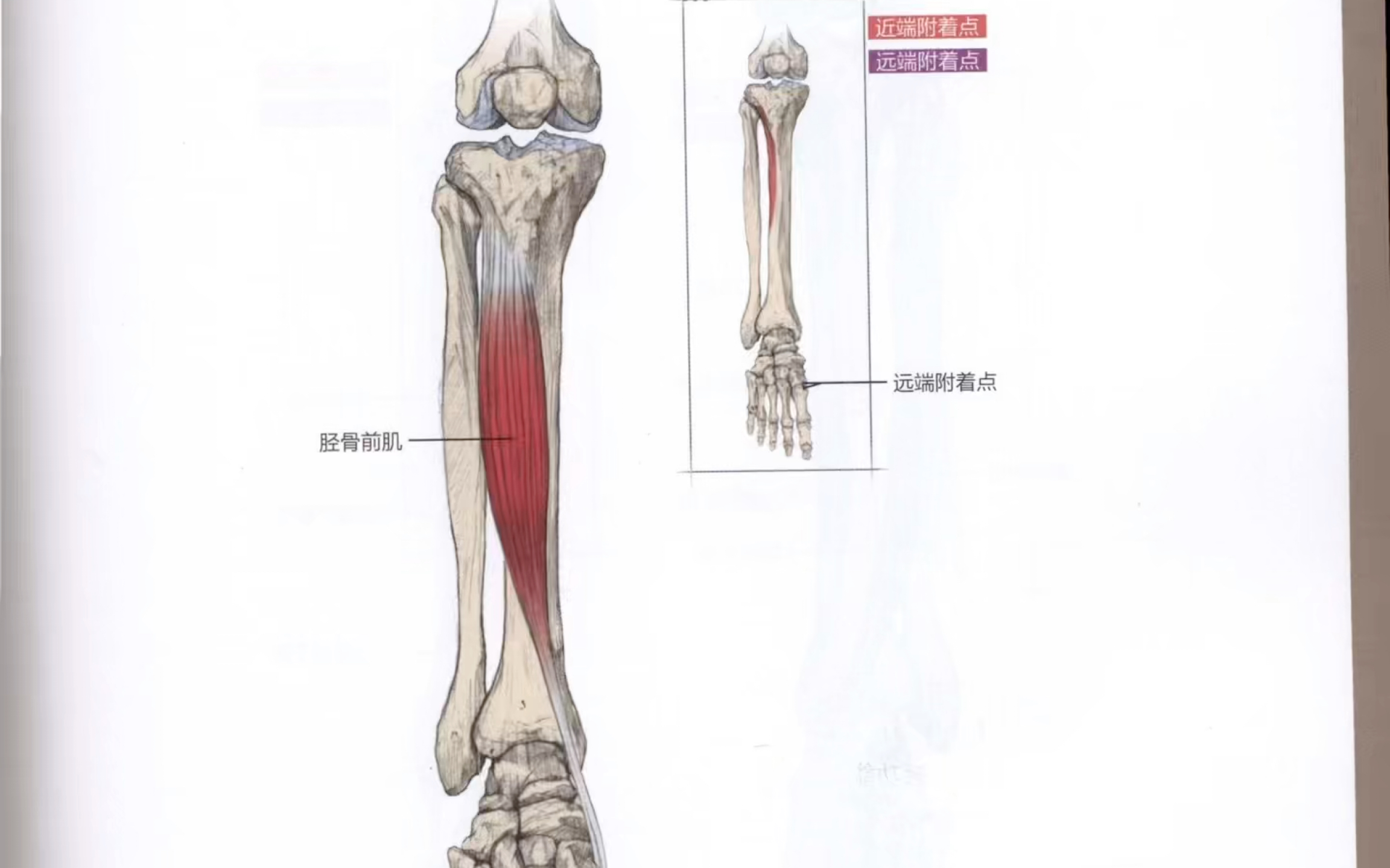 第八十五节:胫骨前肌功能解剖