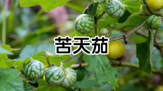 下载视频: 农村常见的苦天茄，小时候你玩过吗