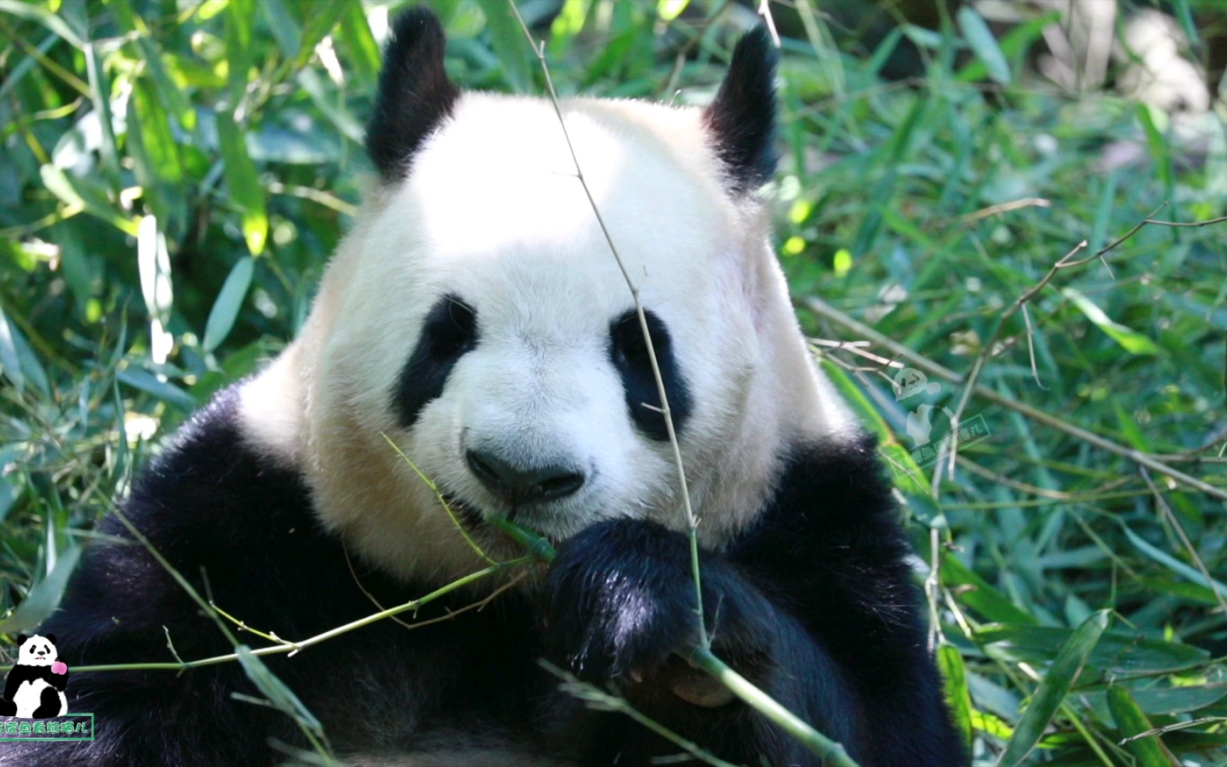 熊猫界的猪猪雅猪猪吃竹子大熊猫雅竹