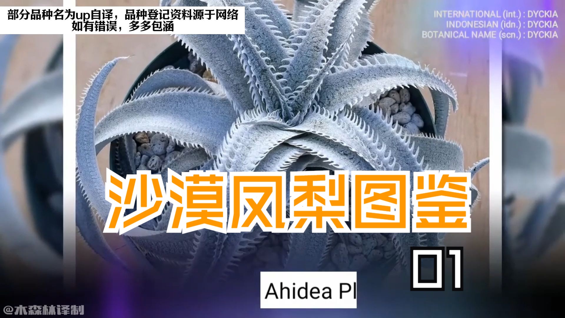 超帅的植物!【沙漠凤梨图鉴01】