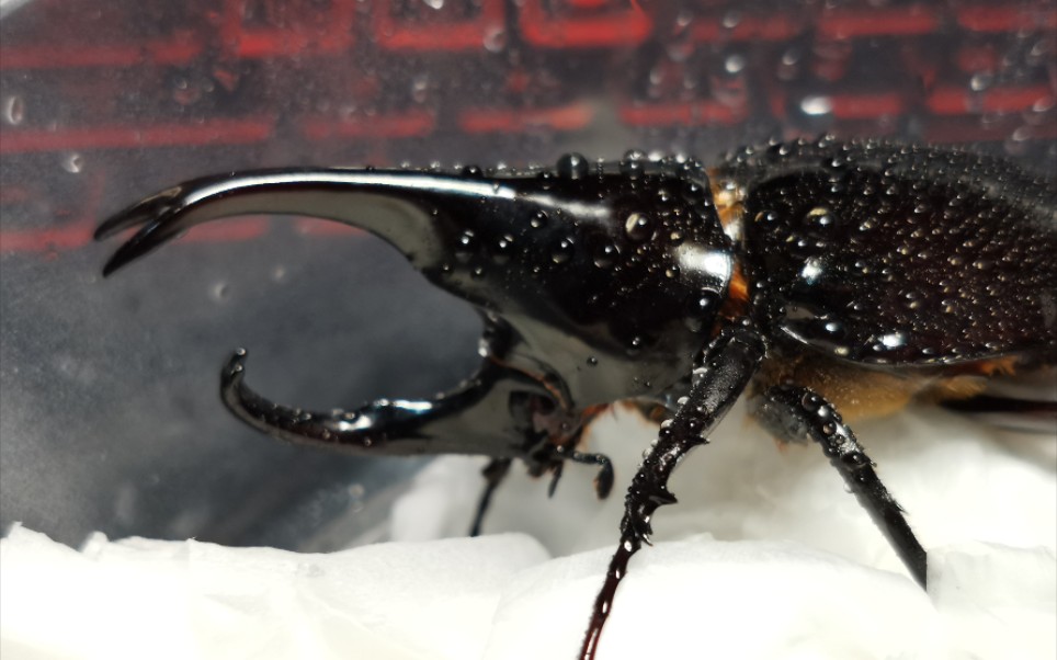 满手各种各样的姬兜