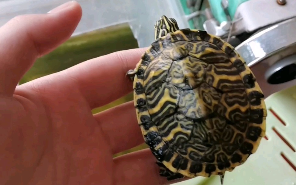 更新一下阳台上的龟佛甜真的美炸了