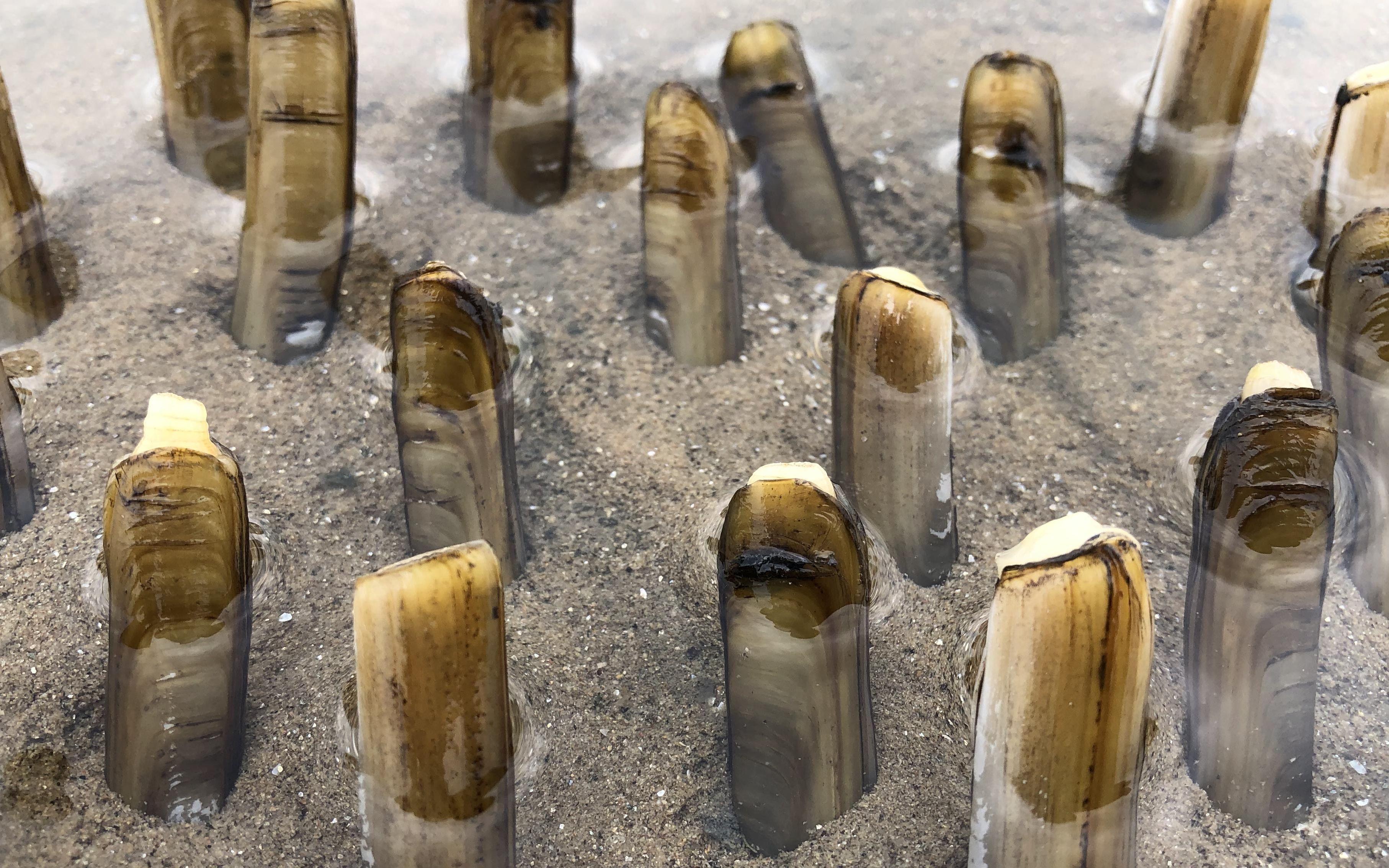 跟二哥学习钓蛏子,很简单的找眼方法撒点盐,蛏子从此不用买着吃