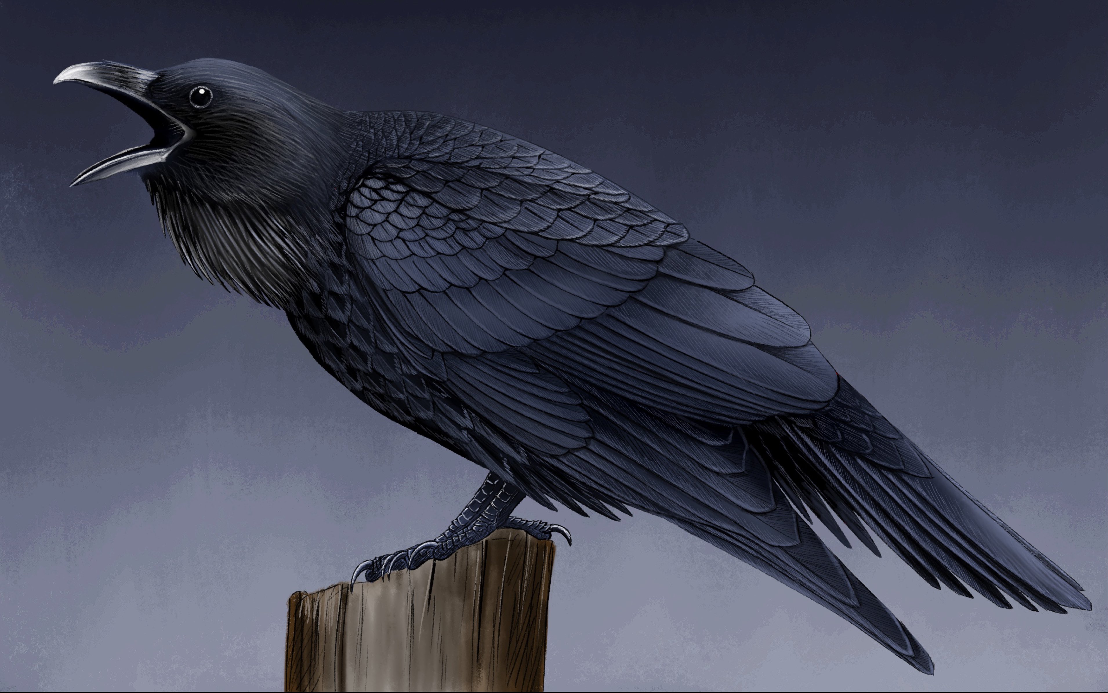 【procreate】渡鸦 绘画过程_哔哩哔哩_bilibili