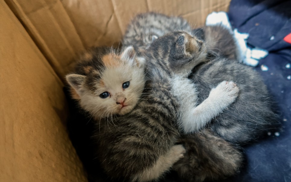 手艺夫夫|| 我们捡了一窝流浪猫崽 求三连 找领养_哔哩哔哩 (゜-゜)つ