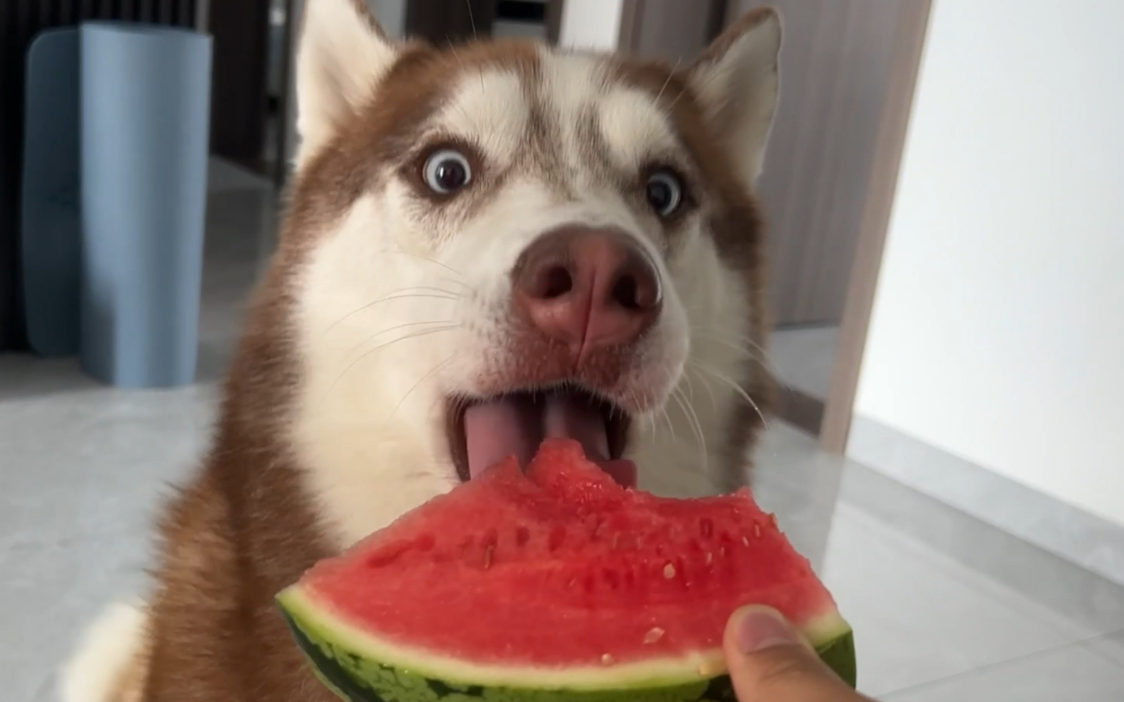 二哈吃西瓜边牧吃西瓜吃相差距一目了然