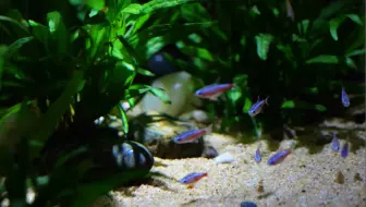 小豚日记 草缸的光合作用 无添加co2 哔哩哔哩 Bilibili