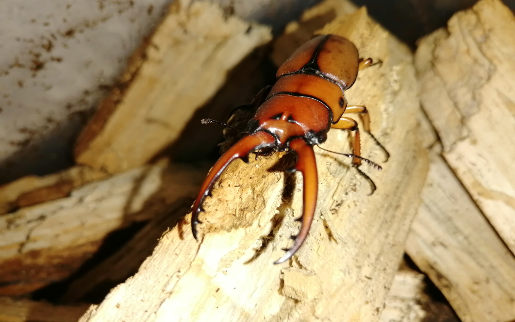 让我康康两点赤锯锹产了多少