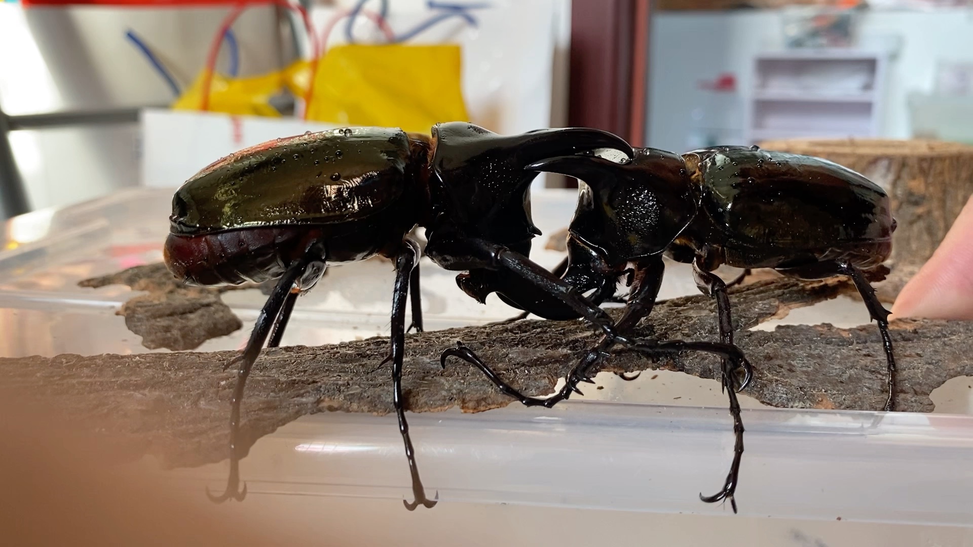 南洋大兜虫的对决.后附轰炸机哟.