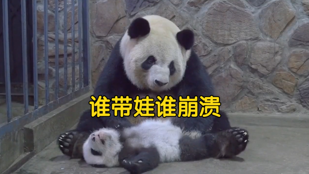 带娃哪有不疯的,熊猫妈妈带娃一副生无可恋的表情!