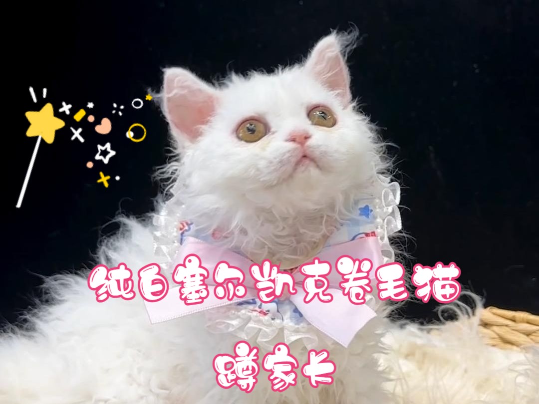 小仙猫丨纯白塞凯卷毛猫蹲新家哔哩哔哩bilibili