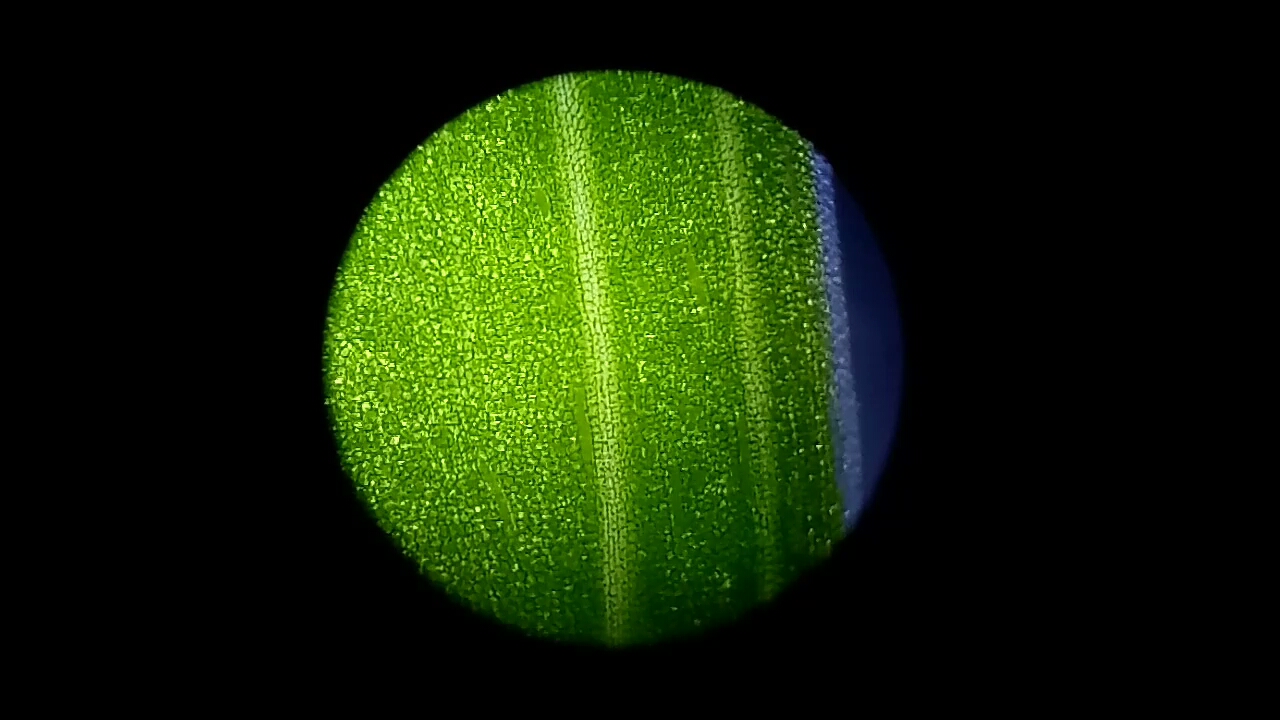 光学显微镜下的叶绿体图片