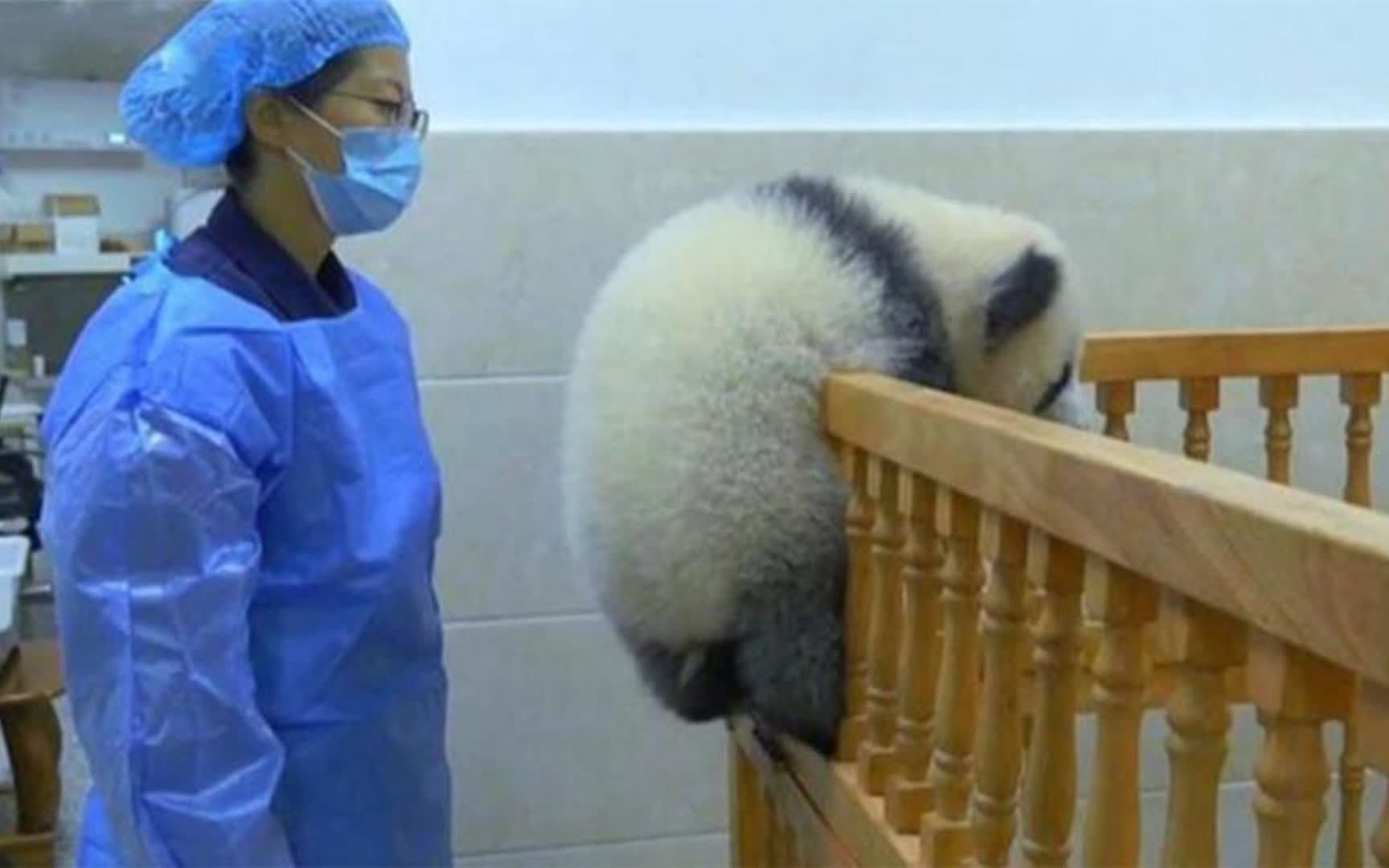 熊猫宝宝翻床越狱,回头一看奶妈来了,下一秒举动让人笑岔气!