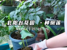 Télécharger la video: 夏天种什么花？当然是荷花呀~北阳台种碗莲