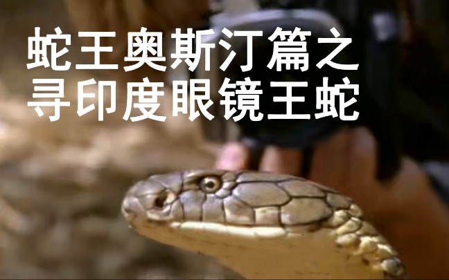 蛇王奥斯汀寻找印度眼镜王蛇一路上旅行和拍照