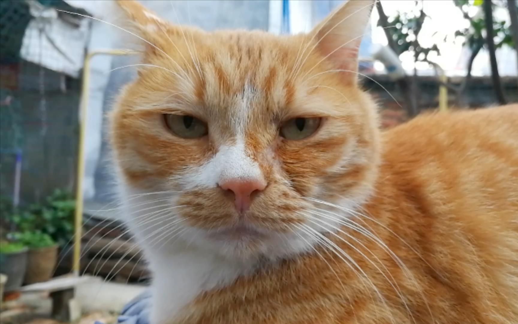 捡猫记录第八百三十八天一副节后焦虑症的样子
