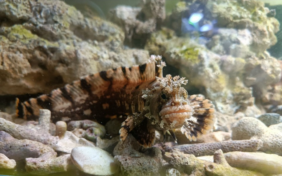 北方原生海水鱼日本笠鳚的互动与喂食