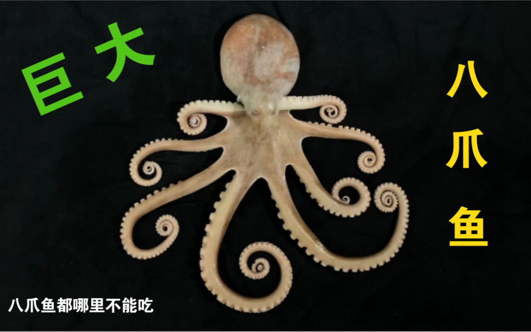 八爪鱼的功效(八爪鱼的神奇功效大揭秘)