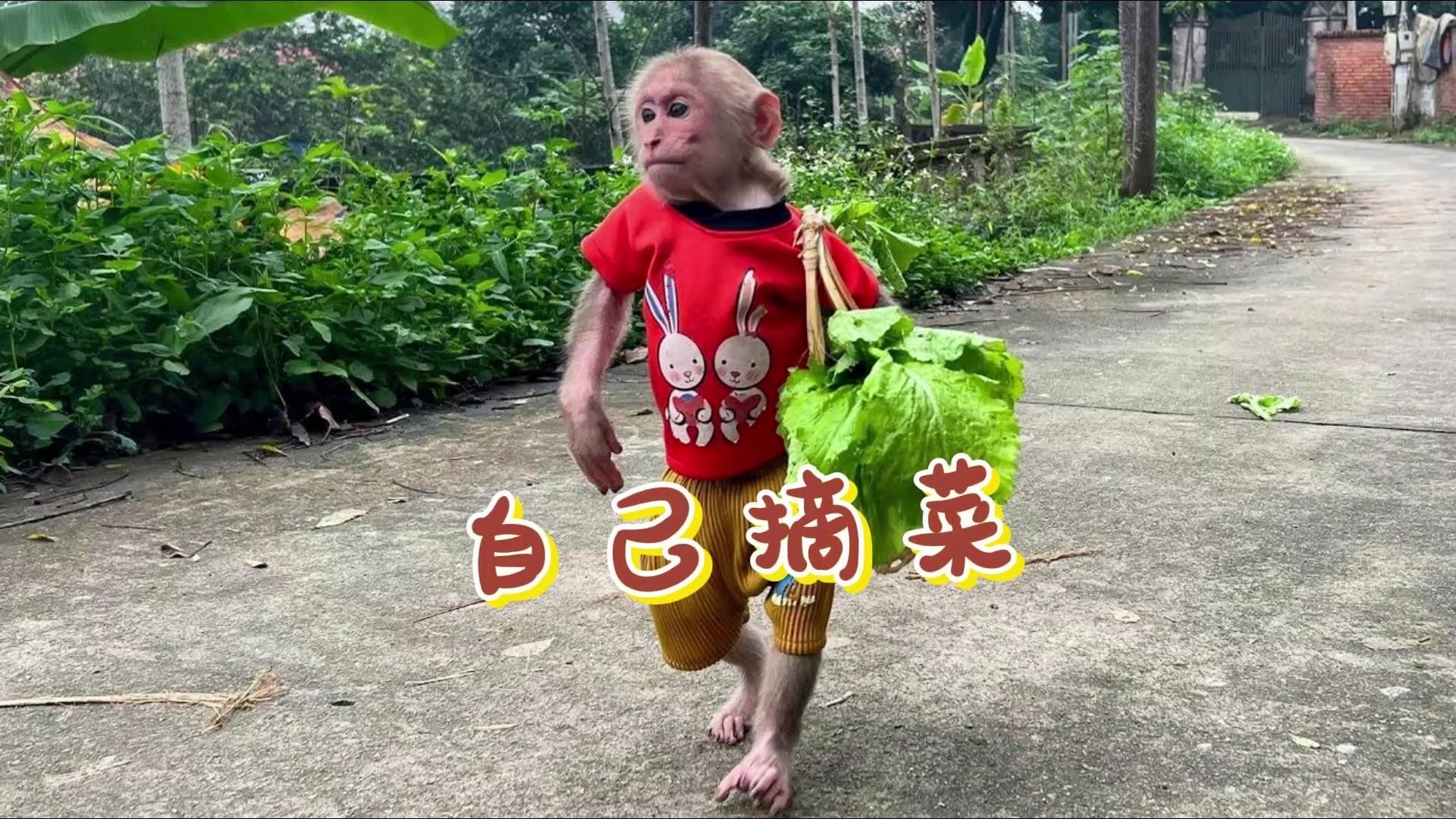 聰明可愛的小猴子畢畢自己跑去菜地幫媽媽把菜