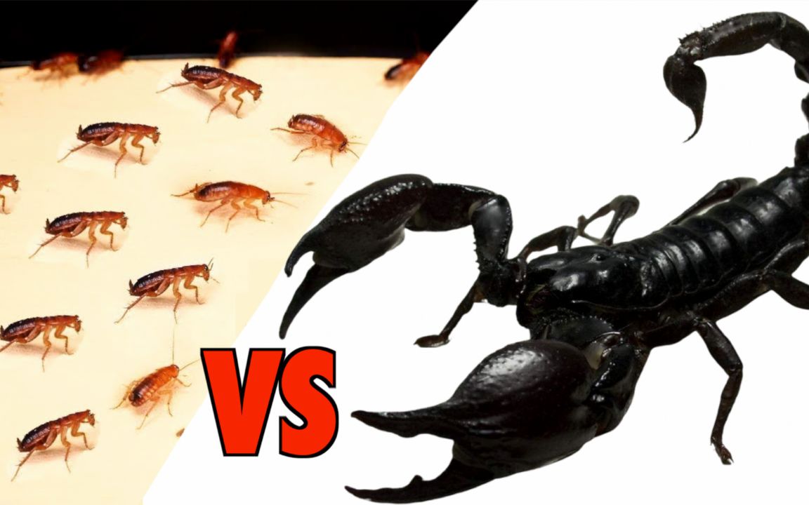 当18厘米巨蝎子遇到11只蟑螂结果会是什么呢