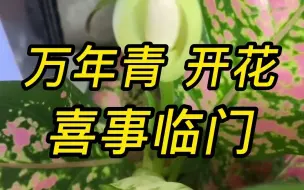 Download Video: 你养的万年青开花了吗？