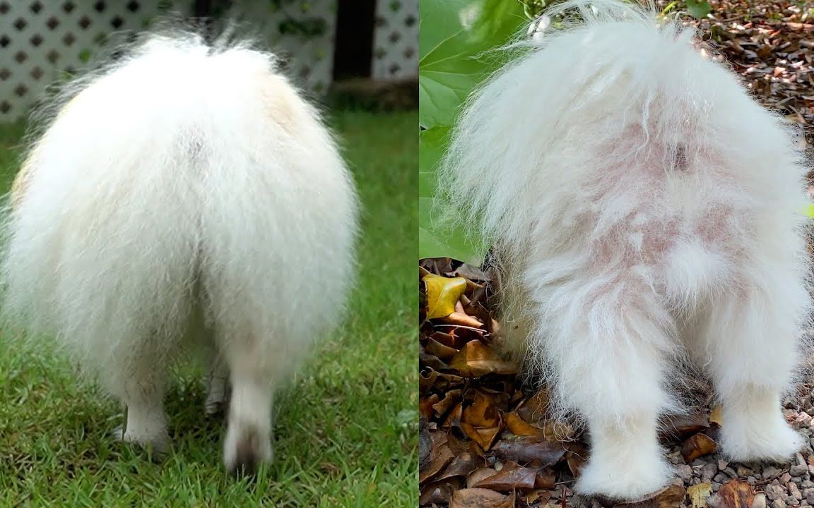 博美狗狗尾巴脱毛怎么办?记录给狗子看病吃药全程_哔哩哔哩_bilibili