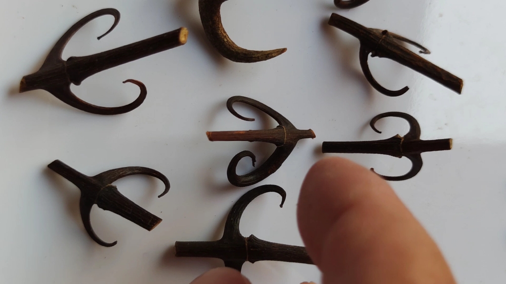 钩藤(别名:钩丁)