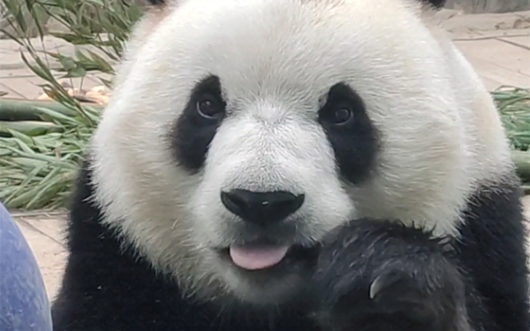 【大熊猫福星】今天上午胖大海再次趴在吊篮上狼吞虎咽吃笋