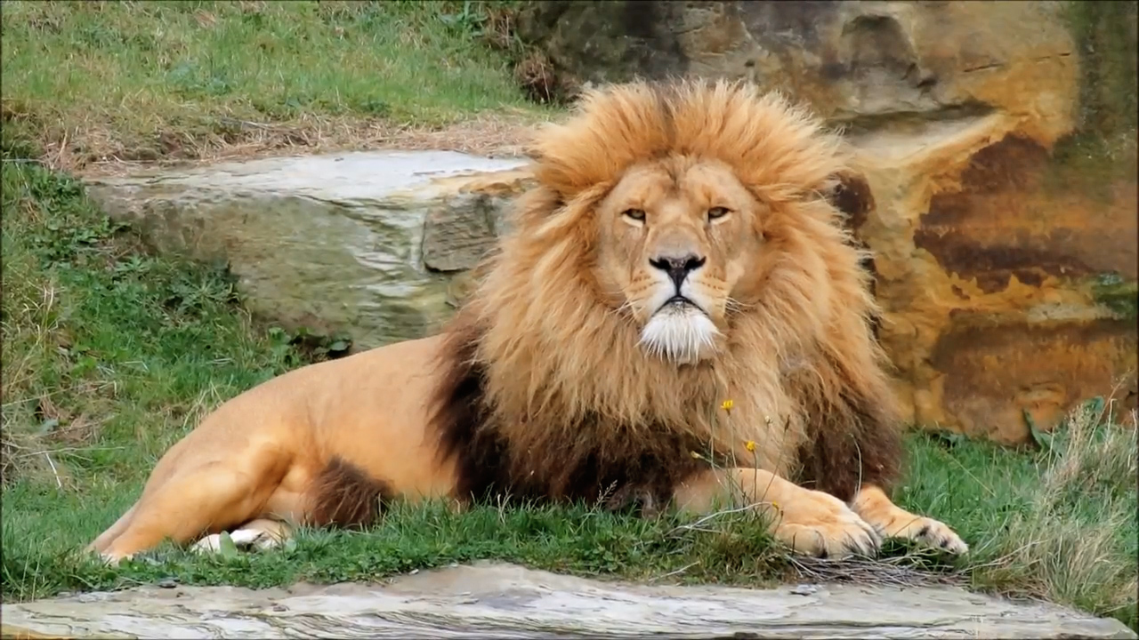 312公斤大狮王!巴巴里狮霸气远超东北虎!约克郡动物园的狮王