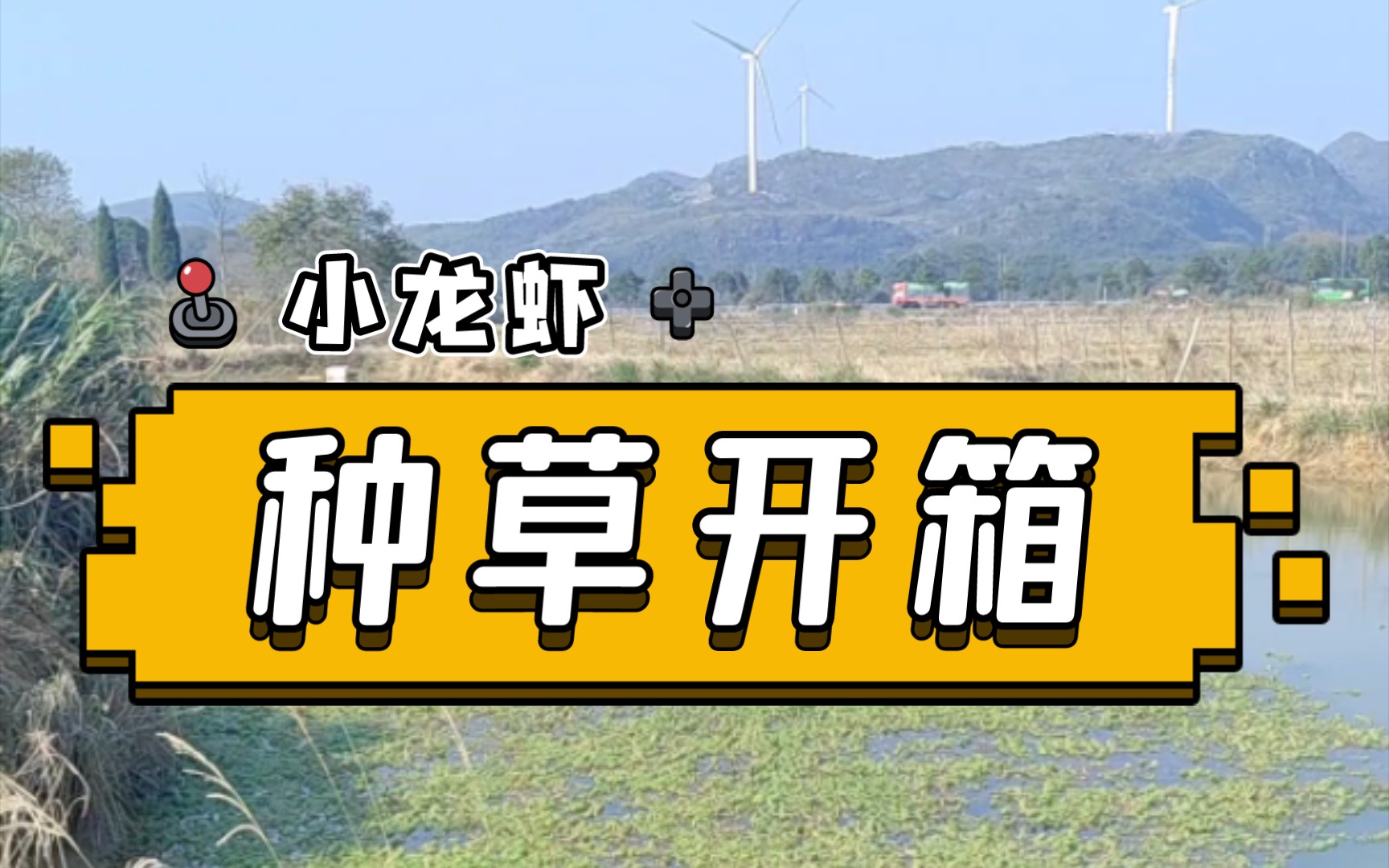 稻田养龙虾怎么种草(稻田养龙虾怎么种草莓苗)