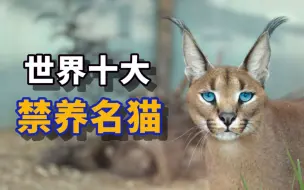 Descargar video: 世界十大禁养名猫，你知道几个？