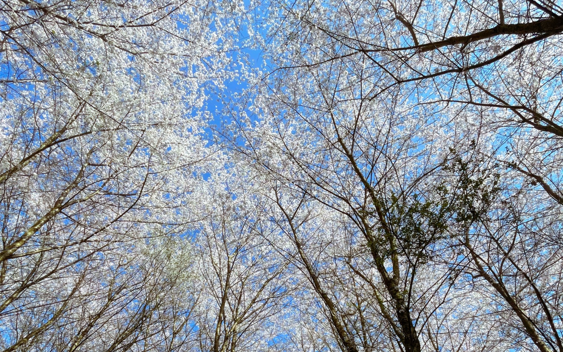 [图]暮云春树——我想带你去看那漫山遍野的樱花（记一次平坝农场樱花园独行）