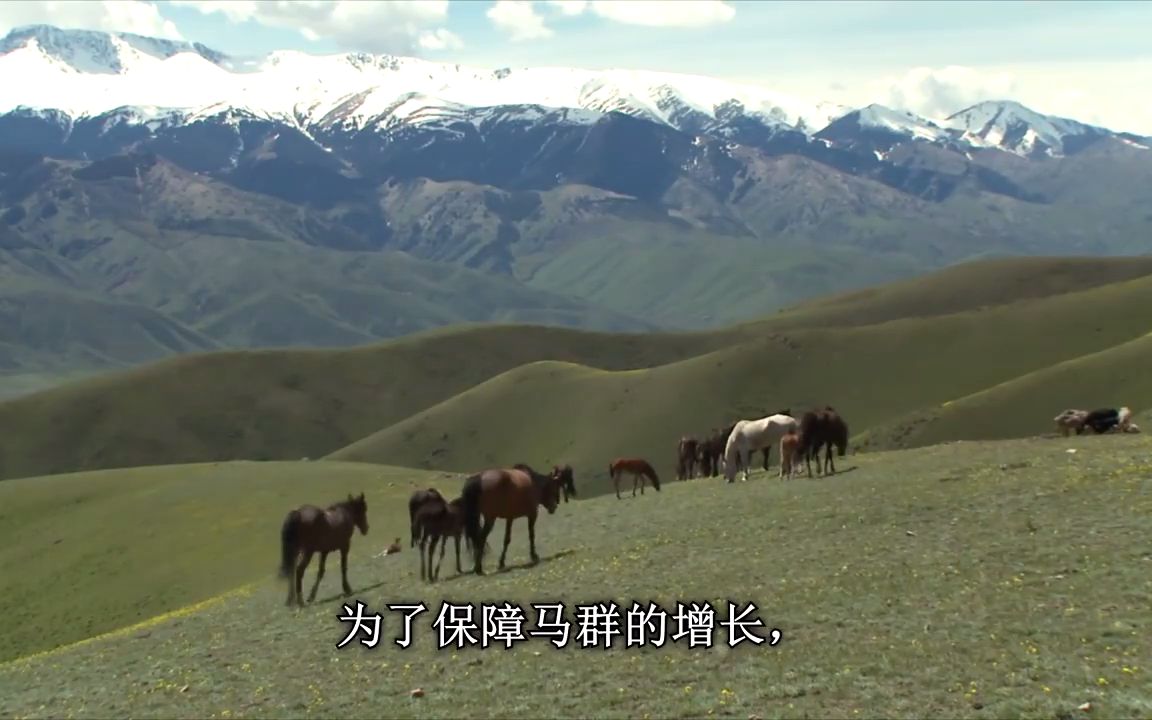 吉尔吉斯坦天山牧民的现代游牧生活 每年带马迁徙高山哔哩哔哩bilibili