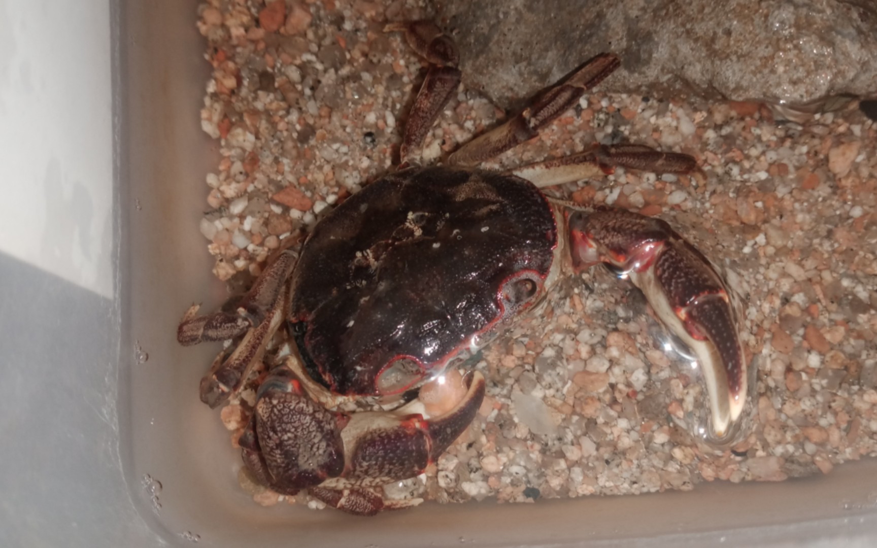 凹肢龙溪蟹恰胡萝卜