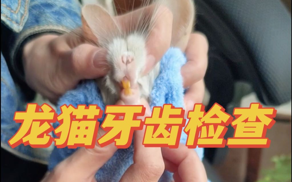 龙猫牙齿检查家庭适用版,牙齿过长|断裂|流口水