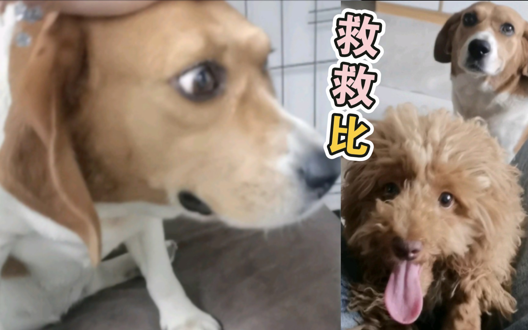 【比格犬震怒】进比家门,占比狗窝,吃比零食!还有什么是这只小泰迪做不出来的!!!哔哩哔哩bilibili