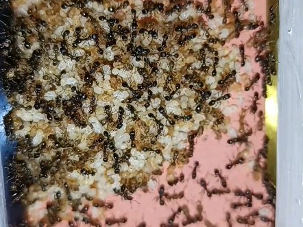 亿点点草地铺道蚁