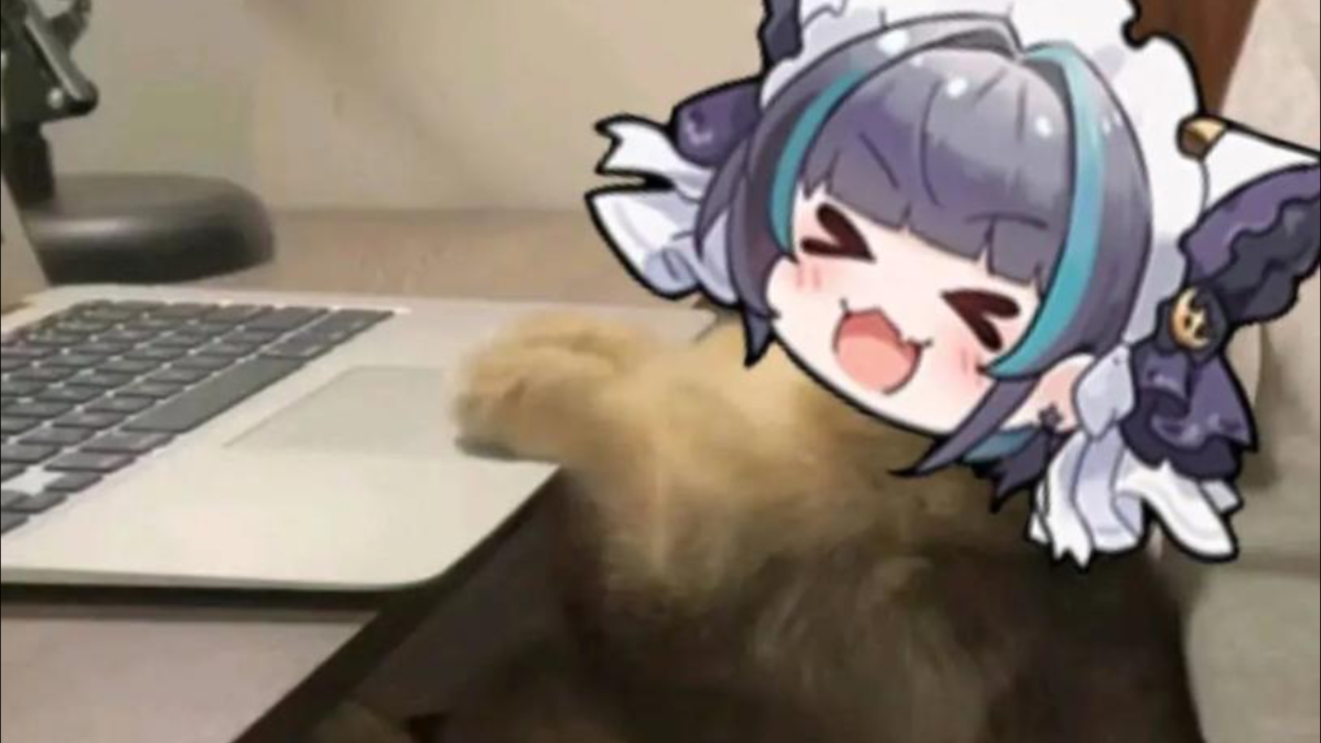 「柴郡猫」我擦 甜死了