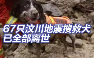 Скачать видео: 小虎、黑豹、大黄、麦兜...67只汶川地震搜救犬已全部离世