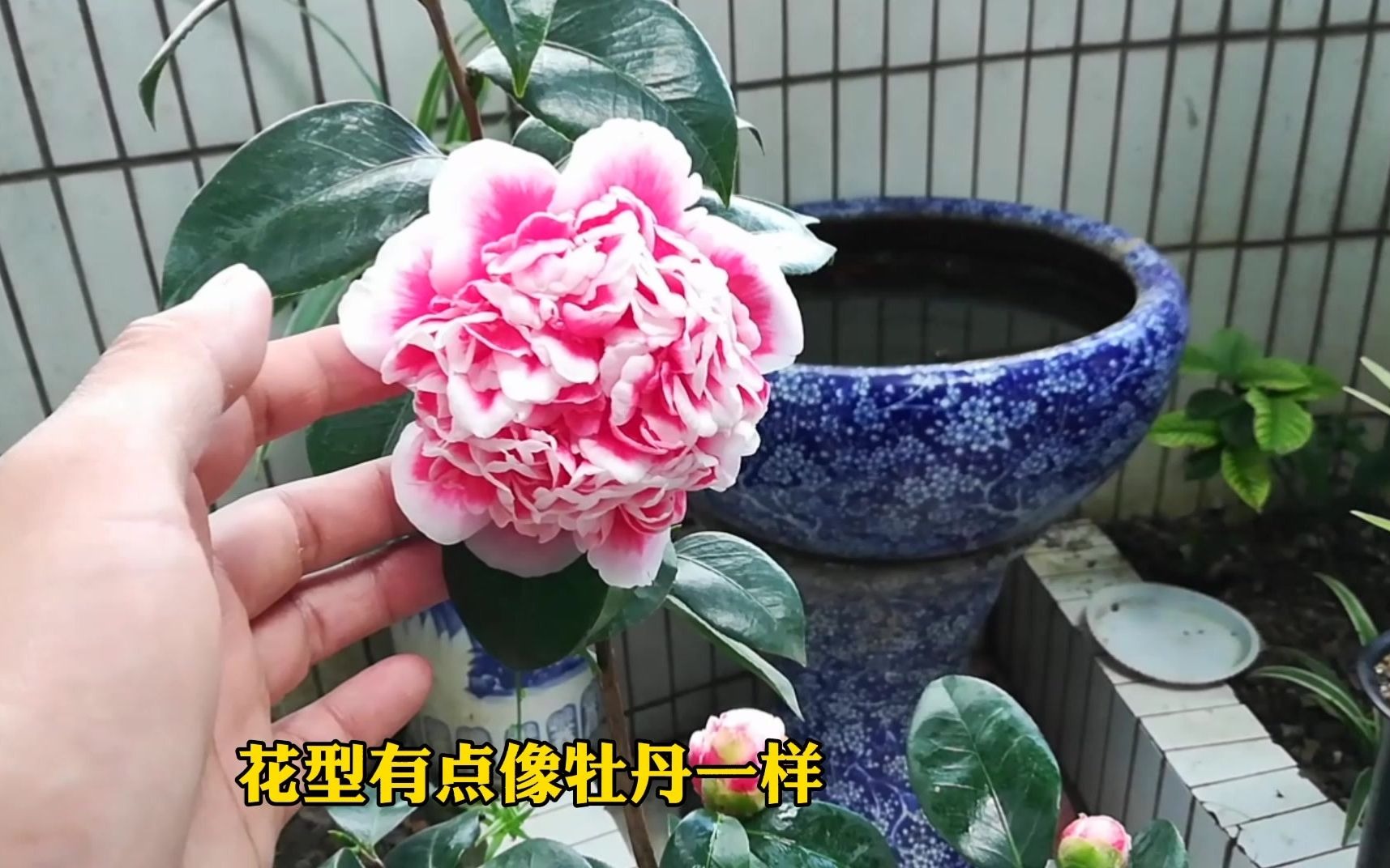 [图]茶花开花以后，做好这几点养护，让你的茶花花期长，花大又艳丽！