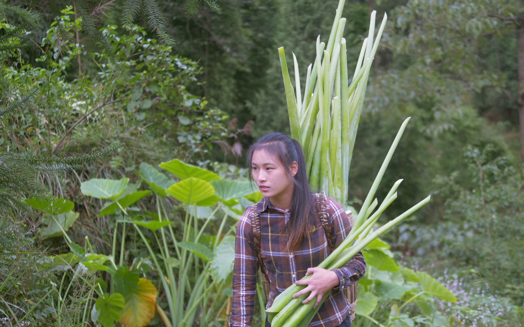 山里找到一种叶柄巨大的植物,全部取回来做成特色扣肉哔哩哔哩bilibili