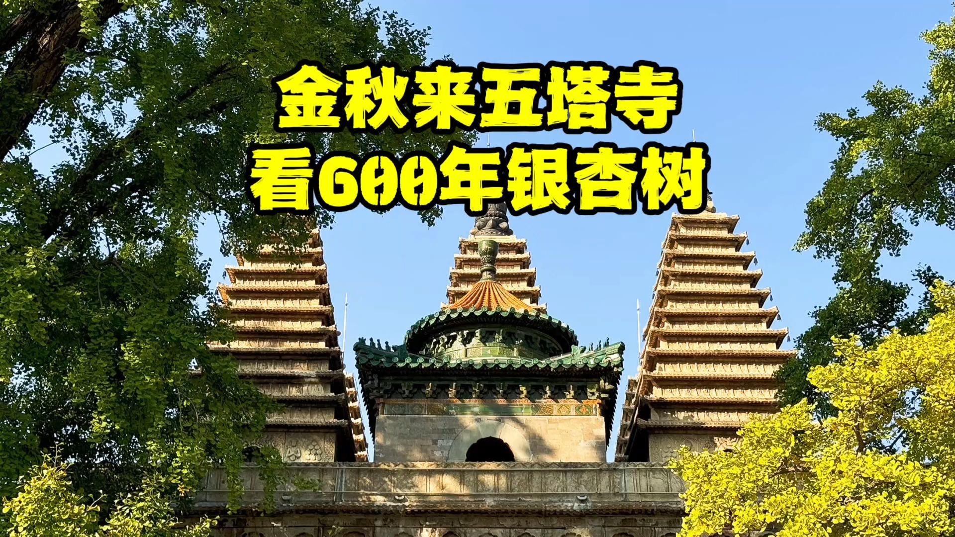 北京秋天来五塔寺看600年银杏,走进金刚宝座内部,有何秘密?哔哩哔哩bilibili