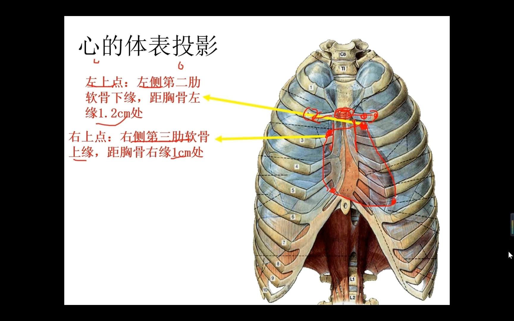 环状软骨体表位置图片