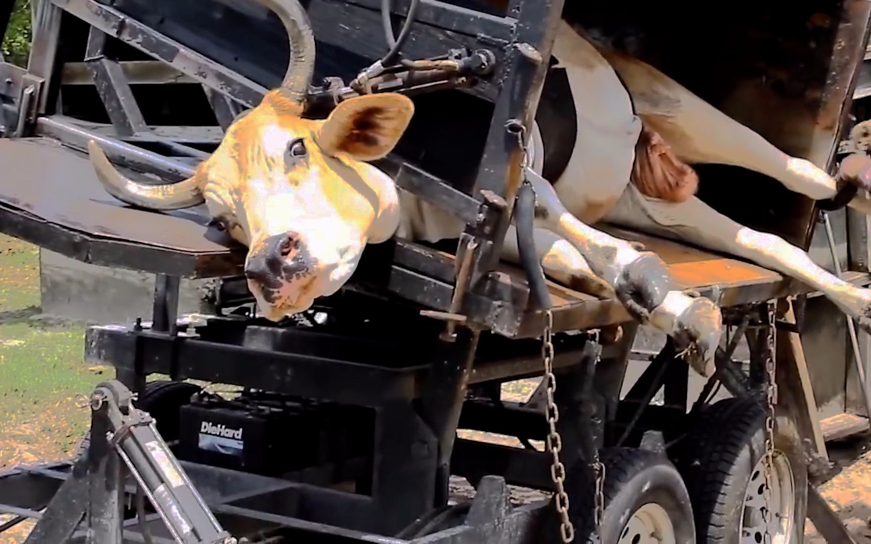 牛儿被迫侧躺"上刑",满脸都是惊恐,牛:夭寿啊!杀牛了呀!