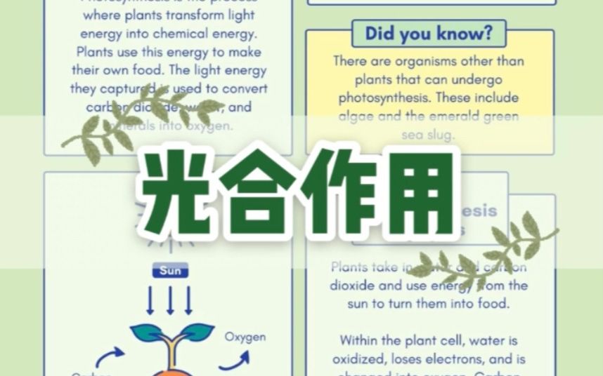 植物的光合作用简介  中英双语科普哔哩哔哩bilibili