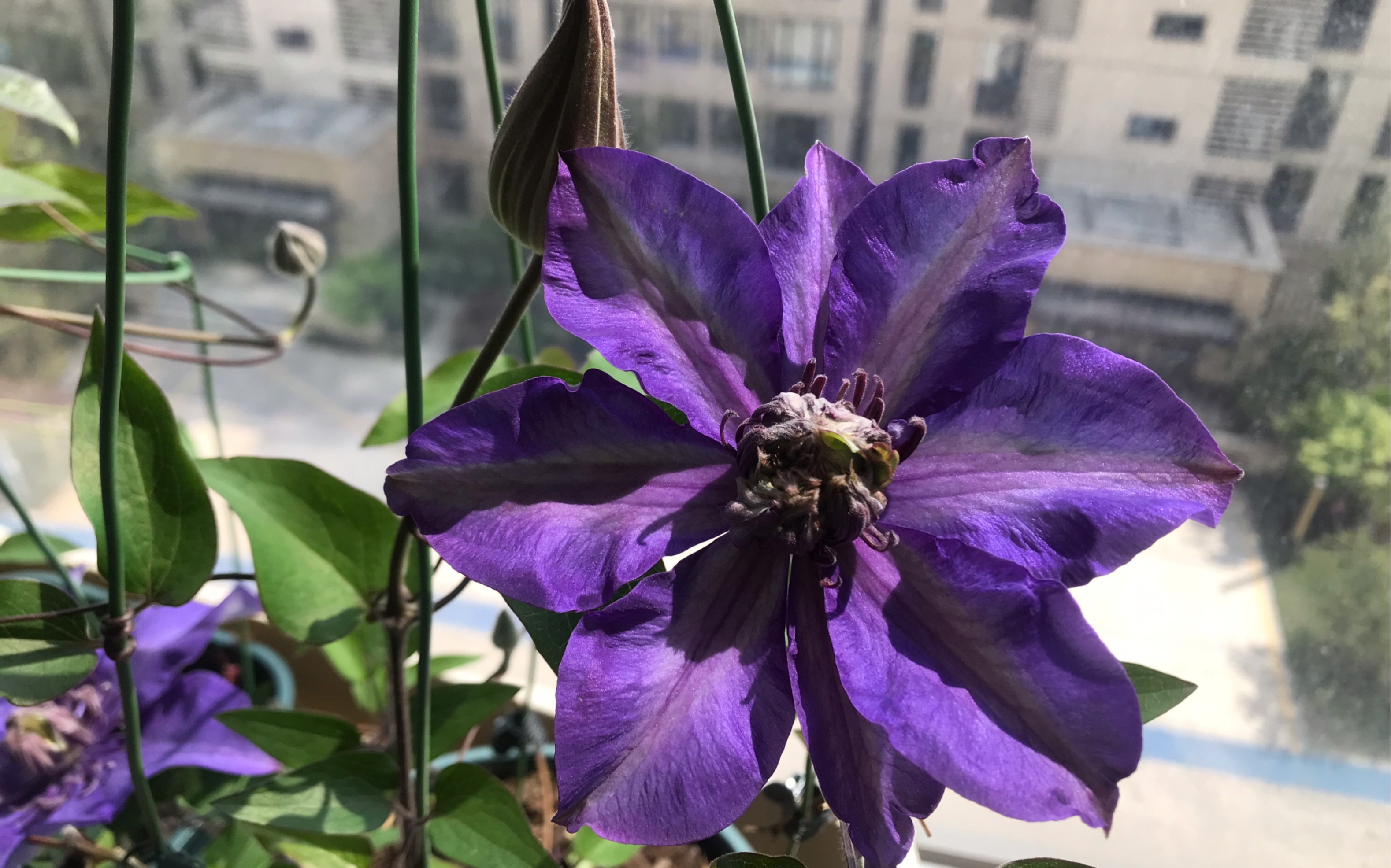 铁线莲紫光:2类轻剪,早花大花